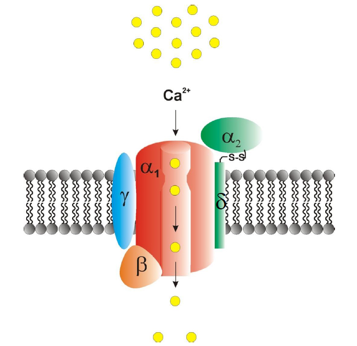中枢神经系统中二价重金属离子、电压门控钙通道和谷氨酸传递的功能相互依赖
